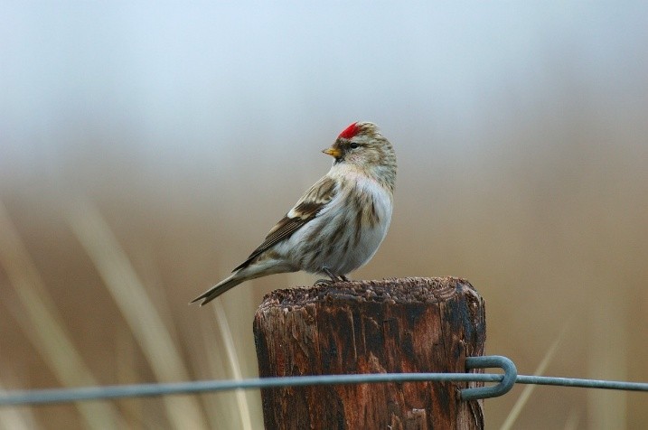 Barmsijs (Rijnstreek). Foto van Pieter Munsterman.